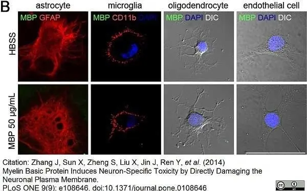 Anti Rat CD11b Antibody, clone OX-42 gallery image 13