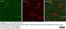 Anti Rat CD11b Antibody, clone OX-42 gallery image 14