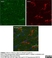 Anti Rat CD11b Antibody, clone OX-42 thumbnail image 14
