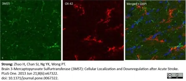 Anti Rat CD11b Antibody, clone OX-42 gallery image 14