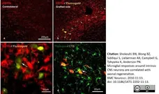 Anti Rat CD11b Antibody, clone OX-42 gallery image 16