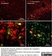 Anti Rat CD11b Antibody, clone OX-42 thumbnail image 16