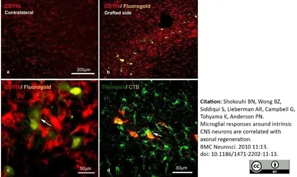 Anti Rat CD11b Antibody, clone OX-42 gallery image 16