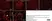 Anti Rat CD11b Antibody, clone OX-42 thumbnail image 17