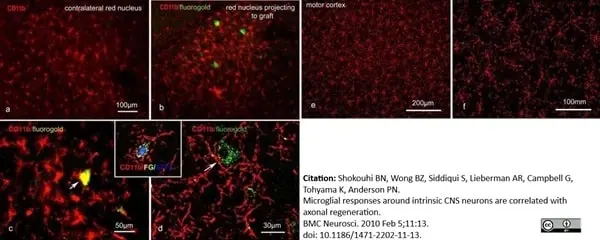 Anti Rat CD11b Antibody, clone OX-42 gallery image 17