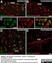 Anti Rat CD11b Antibody, clone OX-42 thumbnail image 18