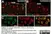 Anti Rat CD11b Antibody, clone OX-42 thumbnail image 18