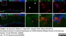 Anti Rat CD11b Antibody, clone OX-42 gallery image 19