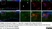 Anti Rat CD11b Antibody, clone OX-42 thumbnail image 19