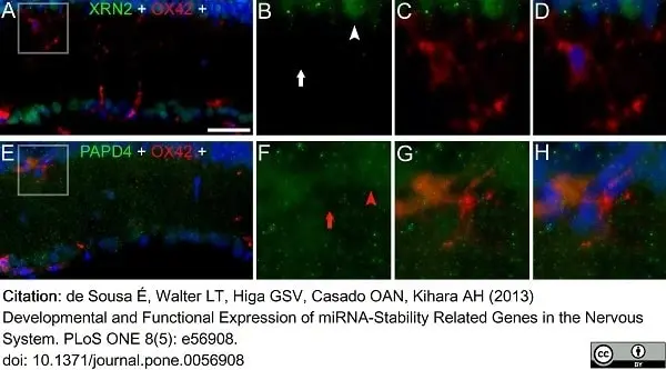 Anti Rat CD11b Antibody, clone OX-42 gallery image 19