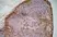Anti Rat CD11b Antibody, clone OX-42 thumbnail image 2
