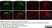 Anti Rat CD11b Antibody, clone OX-42 thumbnail image 20