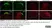 Anti Rat CD11b Antibody, clone OX-42 thumbnail image 20