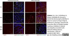 Anti Rat CD11b Antibody, clone OX-42 gallery image 21
