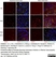 Anti Rat CD11b Antibody, clone OX-42 thumbnail image 21