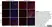 Anti Rat CD11b Antibody, clone OX-42 thumbnail image 21