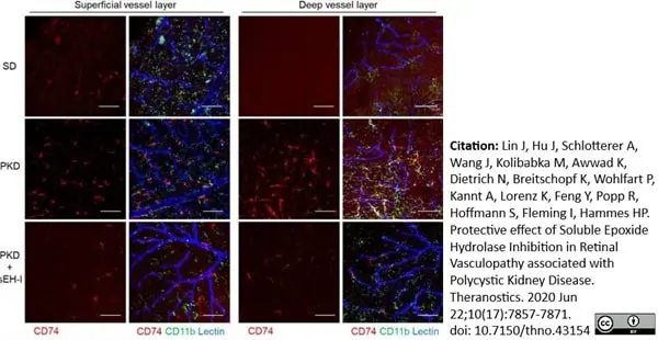 Anti Rat CD11b Antibody, clone OX-42 gallery image 21