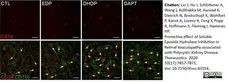 Anti Rat CD11b Antibody, clone OX-42 gallery image 22
