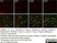 Anti Rat CD11b Antibody, clone OX-42 thumbnail image 22