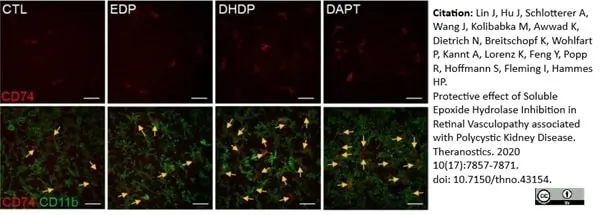 Anti Rat CD11b Antibody, clone OX-42 gallery image 22