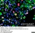 Anti Rat CD11b Antibody, clone OX-42 thumbnail image 23