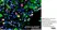 Anti Rat CD11b Antibody, clone OX-42 thumbnail image 23