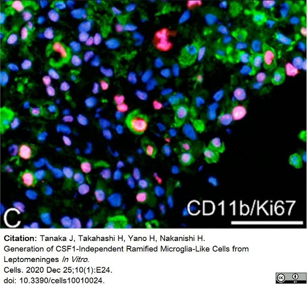 Anti Rat CD11b Antibody, clone OX-42 gallery image 23