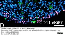 Anti Rat CD11b Antibody, clone OX-42 gallery image 24