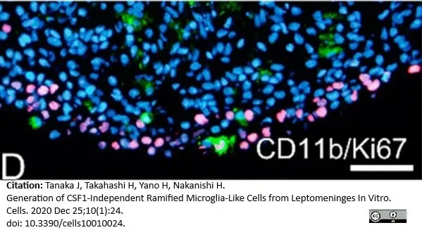 Anti Rat CD11b Antibody, clone OX-42 gallery image 24