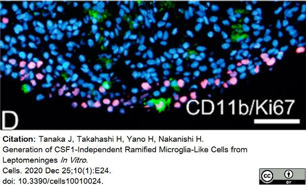 Anti Rat CD11b Antibody, clone OX-42 gallery image 24