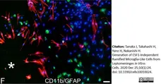Anti Rat CD11b Antibody, clone OX-42 gallery image 25