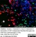 Anti Rat CD11b Antibody, clone OX-42 thumbnail image 25
