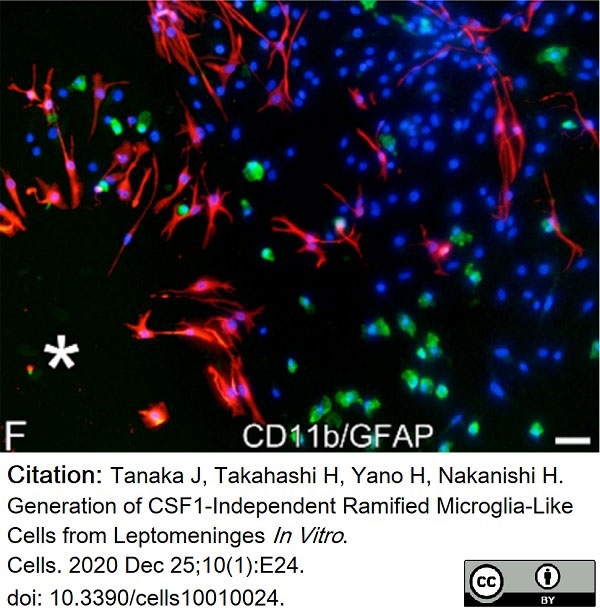 Anti Rat CD11b Antibody, clone OX-42 gallery image 25