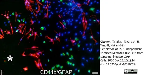 Anti Rat CD11b Antibody, clone OX-42 gallery image 25