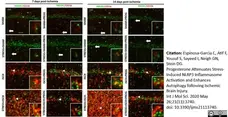 Anti Rat CD11b Antibody, clone OX-42 gallery image 26