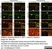 Anti Rat CD11b Antibody, clone OX-42 thumbnail image 26