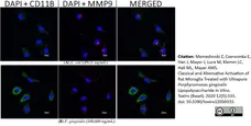 Anti Rat CD11b Antibody, clone OX-42 gallery image 27