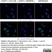 Anti Rat CD11b Antibody, clone OX-42 thumbnail image 27
