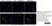 Anti Rat CD11b Antibody, clone OX-42 thumbnail image 27