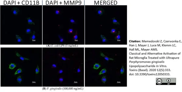 Anti Rat CD11b Antibody, clone OX-42 gallery image 27