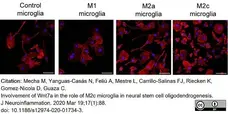 Anti Rat CD11b Antibody, clone OX-42 gallery image 28