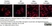 Anti Rat CD11b Antibody, clone OX-42 thumbnail image 28