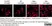 Anti Rat CD11b Antibody, clone OX-42 thumbnail image 28