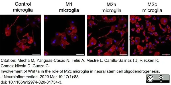 Anti Rat CD11b Antibody, clone OX-42 gallery image 28