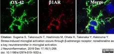 Anti Rat CD11b Antibody, clone OX-42 gallery image 29