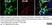 Anti Rat CD11b Antibody, clone OX-42 thumbnail image 29