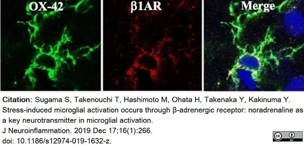 Anti Rat CD11b Antibody, clone OX-42 gallery image 29