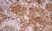 Anti Rat CD11b Antibody, clone OX-42 thumbnail image 3