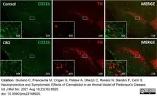 Anti Rat CD11b Antibody, clone OX-42 gallery image 31