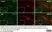 Anti Rat CD11b Antibody, clone OX-42 thumbnail image 31